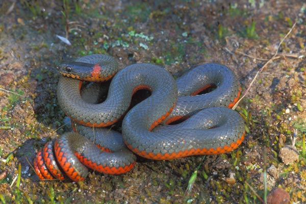 Ringneck Snake Playing Dead, Ringneck Snake Playing Dead