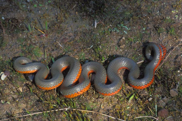 Monterey Ring-necked Snake (Diadophis punctatus vandenburghi)