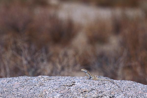 Long-nosed Leopard Lizard (Gambelia wislizenii)
