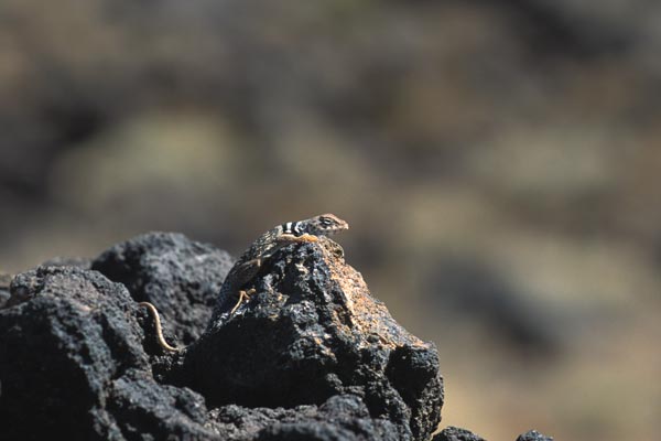 Great Basin Collared Lizard (Crotaphytus bicinctores)