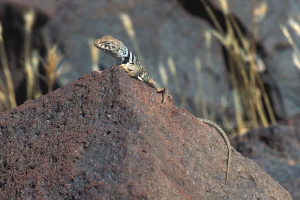 Great Basin Collared Lizard (Crotaphytus bicinctores)