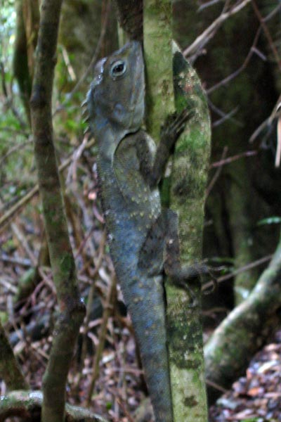 Southern Angle-headed Dragon (Lophosaurus spinipes)