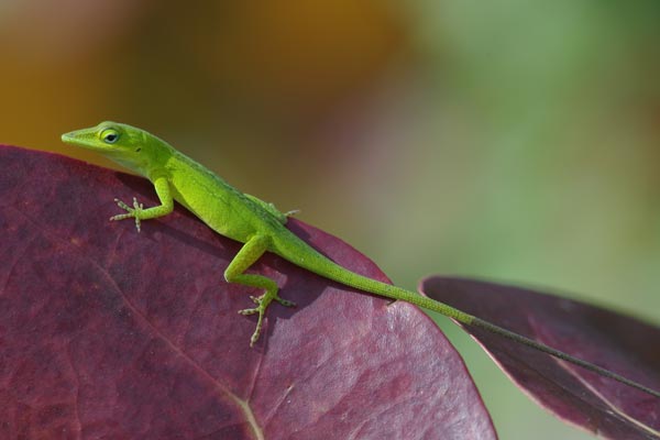 Green Anole (Anolis carolinensis)