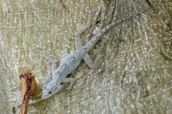 Florida Bark Anole (Anolis distichus floridanus)