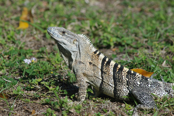 spiny tailed iguana