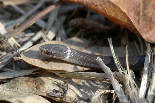 Southern Ring-necked Snake (Diadophis punctatus punctatus)