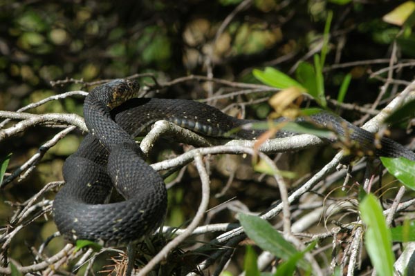 Florida Watersnake (Nerodia fasciata pictiventris)