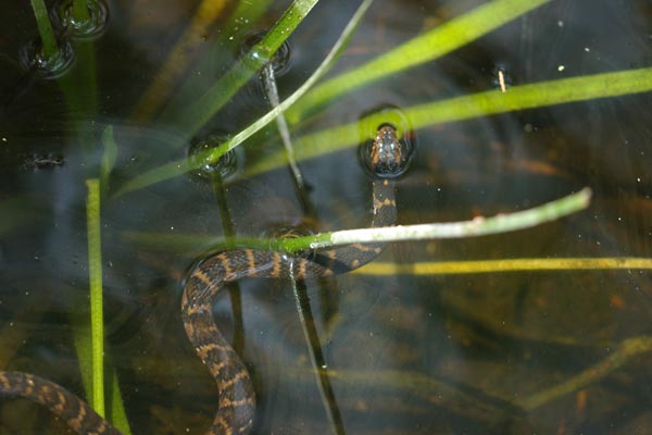 Florida Watersnake (Nerodia fasciata pictiventris)