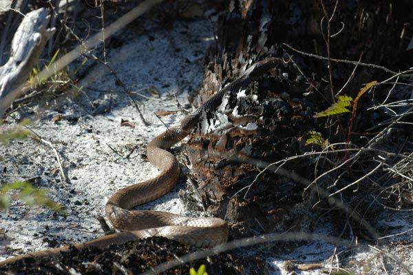 Eastern Coachwhip (Masticophis flagellum flagellum)