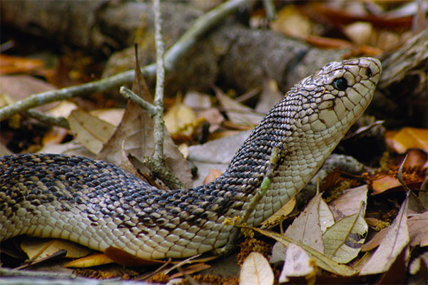 Florida Pinesnake (Pituophis melanoleucus mugitus)