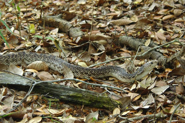 Florida Pinesnake (Pituophis melanoleucus mugitus)