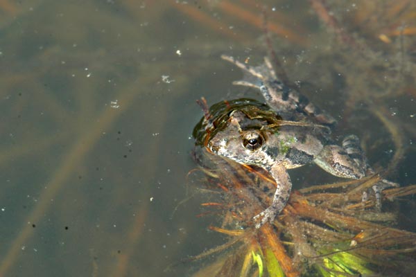 Southern Cricket Frog (Acris gryllus)