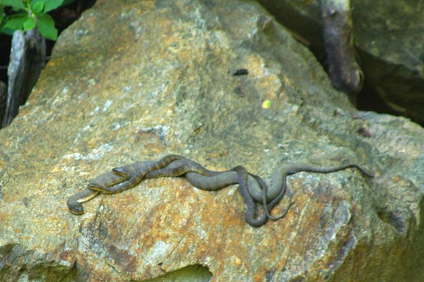 Common Watersnake (Nerodia sipedon sipedon)