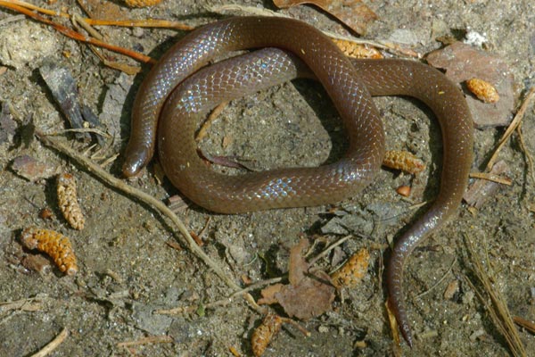 Eastern Wormsnake (Carphophis amoenus amoenus)