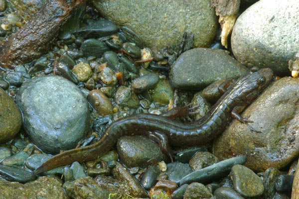 black bellied salamander