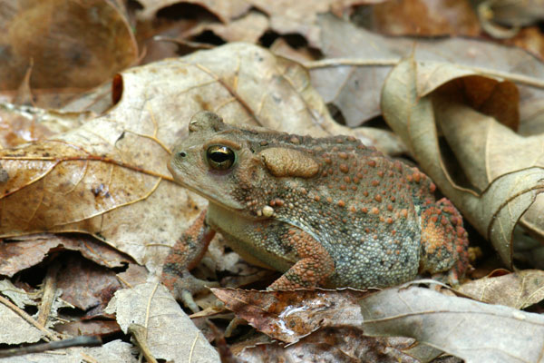 Dwarf American Toad (Anaxyrus americanus charlesmithi)