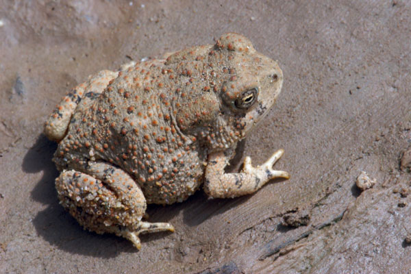 Southwestern Woodhouse’s Toad (Anaxyrus woodhousii australis)