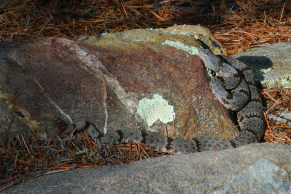 Banded Rock Rattlesnake