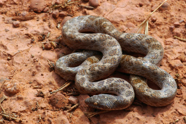 Sonoran Nightsnake (Hypsiglena chlorophaea chlorophaea)