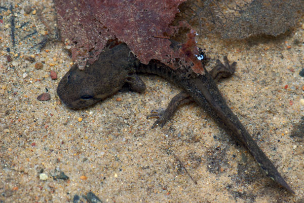 Wild Herps - California Giant Salamander (Dicamptodon ensatus)