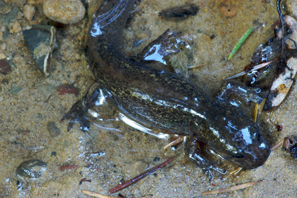 Naturalist Ed Series: Watersheds & the California Giant Salamander