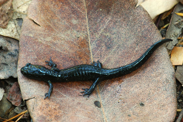 Wild Herps Santa Cruz Black Salamander Aneides niger