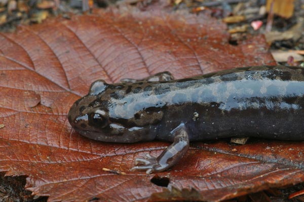 Coastal Giant Salamander (Dicamptodon tenebrosus)