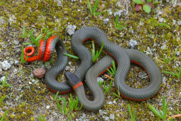 Ringneck Snake Playing Dead, Ringneck Snake Playing Dead