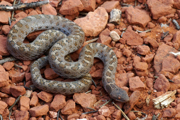 sonoran snake