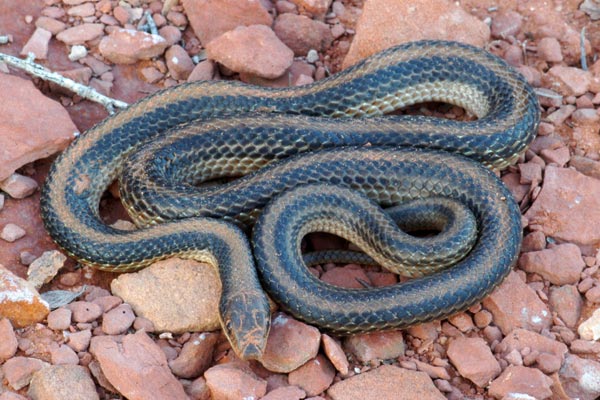 Desert Patch-nosed Snake (Salvadora hexalepis hexalepis)