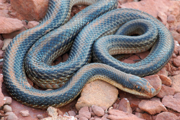 Desert Patch-nosed Snake (Salvadora hexalepis hexalepis)