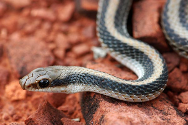 Desert Patch-nosed Snake (Salvadora hexalepis hexalepis)