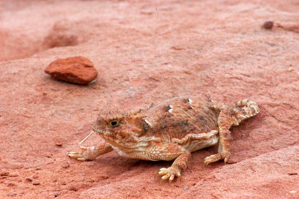 Desert Horned Lizard (Phrynosoma platyrhinos)