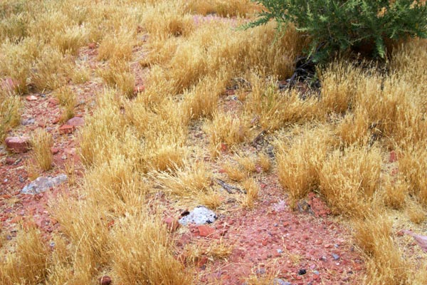 Desert Horned Lizard (Phrynosoma platyrhinos)