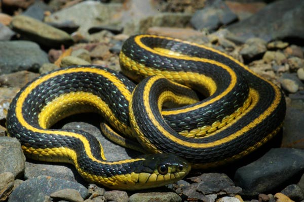 Diablo Range Gartersnake (Thamnophis atratus zaxanthus)