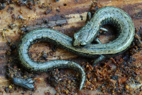 Greenhorn Mountains Slender Salamander (Batrachoseps altasierrae)