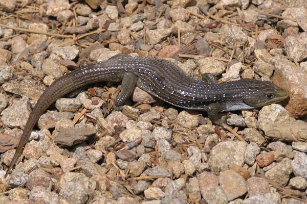 Sierra Alligator Lizard (Elgaria coerulea palmeri)