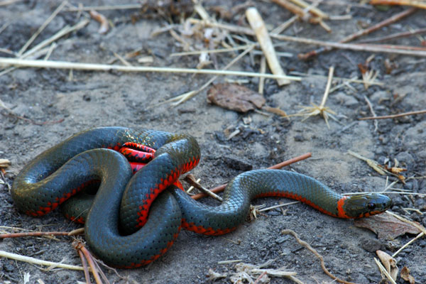 Pacific Ring-necked Snake (Diadophis punctatus amabilis)