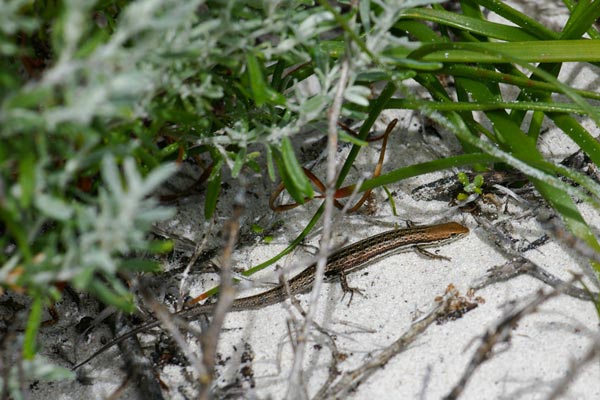 Pale-flecked Snake-eyed Skink (Morethia lineoocellata)