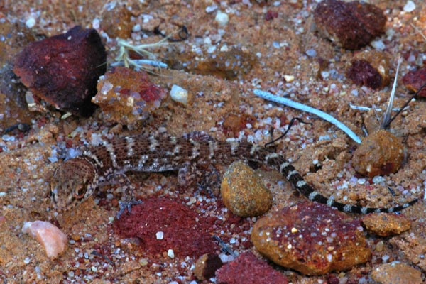 Bynoe’s Gecko (Heteronotia binoei)