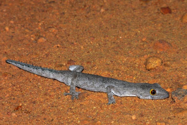 Soft Spiny-tailed Gecko (Strophurus spinigerus spinigerus)