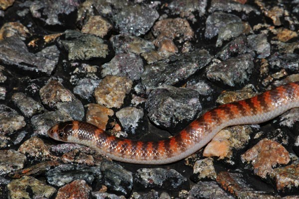 Southern Shovel-nosed Snake (Brachyurophis semifasciatus)
