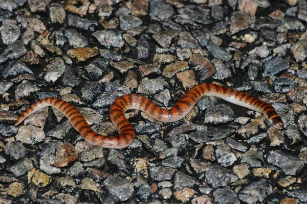 Southern Shovel-nosed Snake (Brachyurophis semifasciatus)