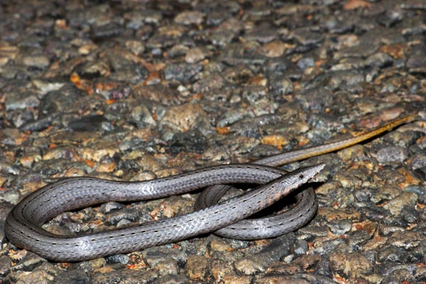 Burton’s Snake-lizard (Lialis burtonis)