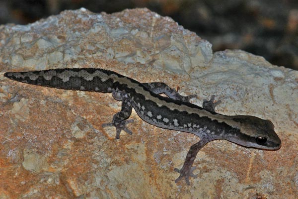 Ornate Gecko (Diplodactylus ornatus)