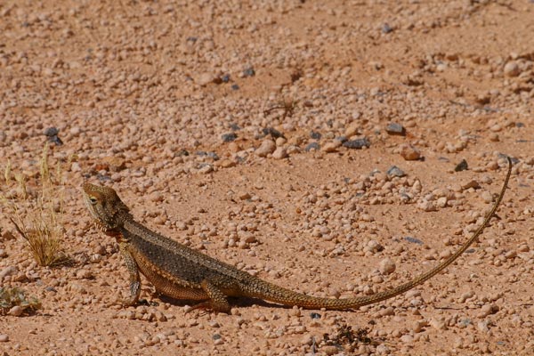 pogona minor