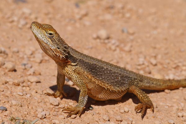 Bearded Dragon Australia