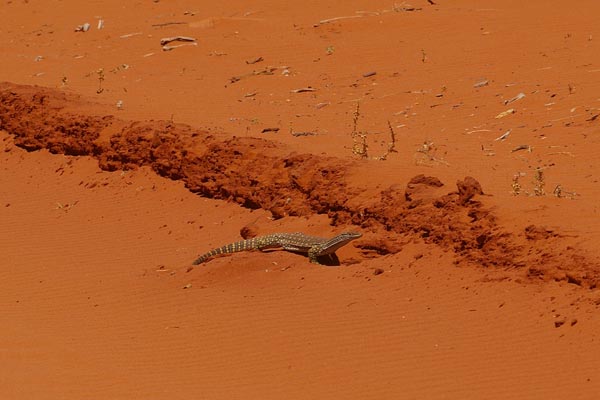 Gould’s Monitor (Varanus gouldii gouldii)