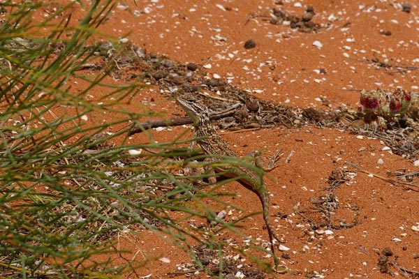 Lozenge-marked Dragon (Ctenophorus scutulatus)