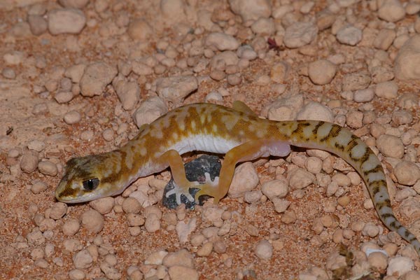 White-spotted Ground Gecko (Lucasium alboguttatum)